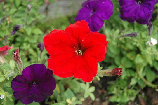 Image of petunia