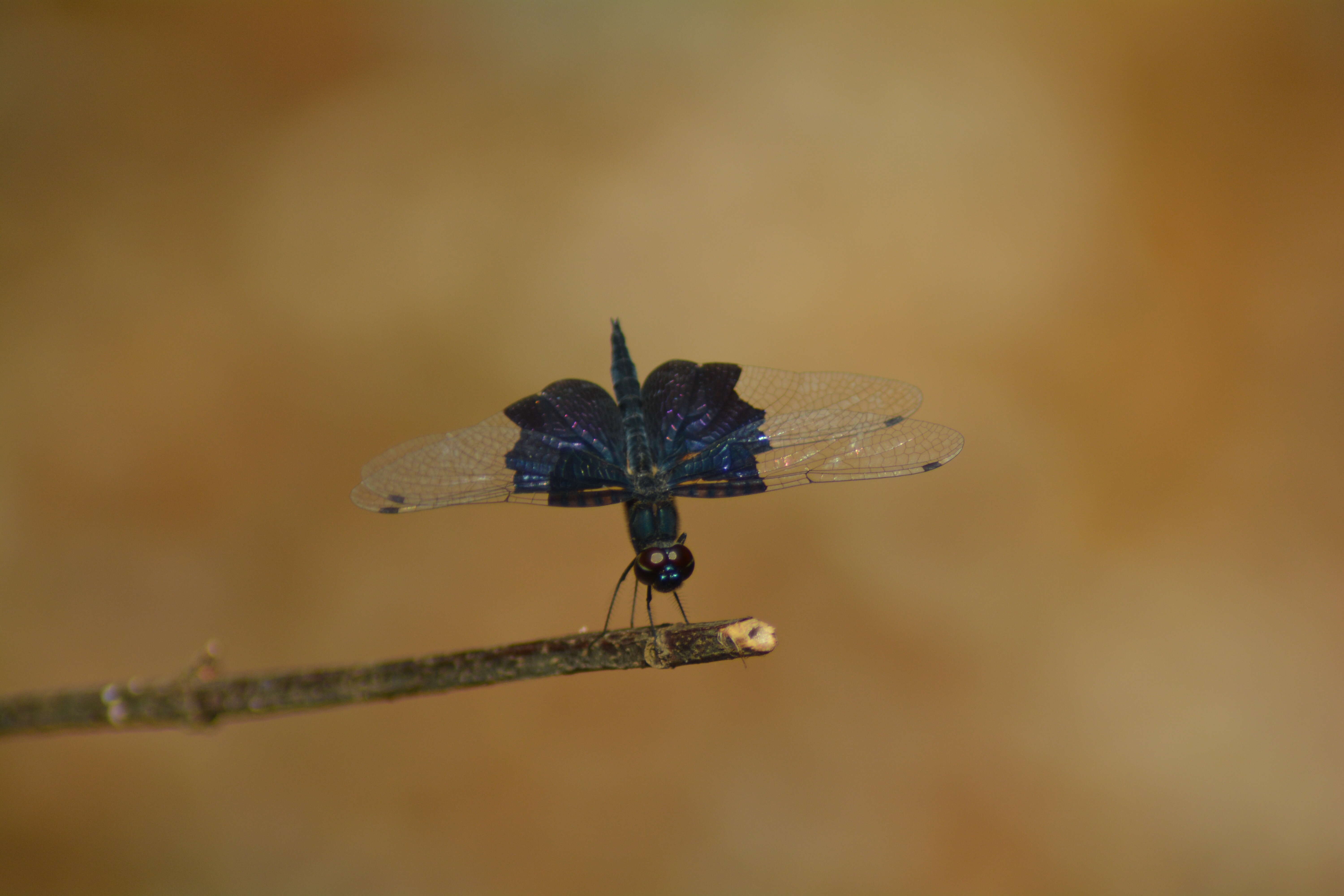 Слика од Rhyothemis triangularis Kirby 1889