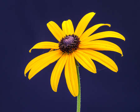 Image de Rudbeckia fulgida Ait.