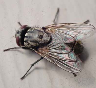 Image of Face Fly