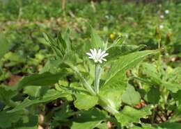 Image of wood stitchwort