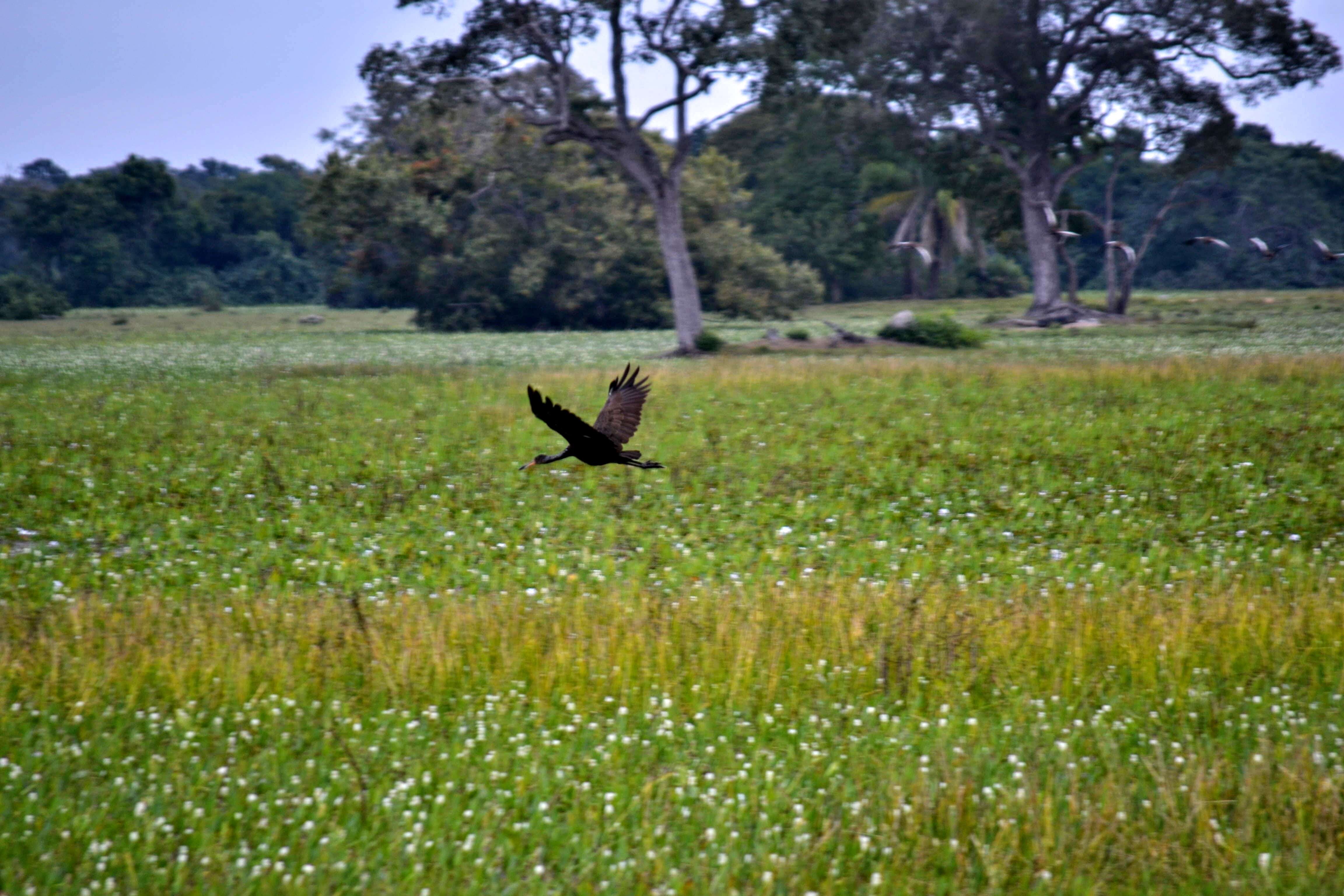 Image of limpkins