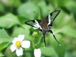 Image of White Dragontail Butterfly