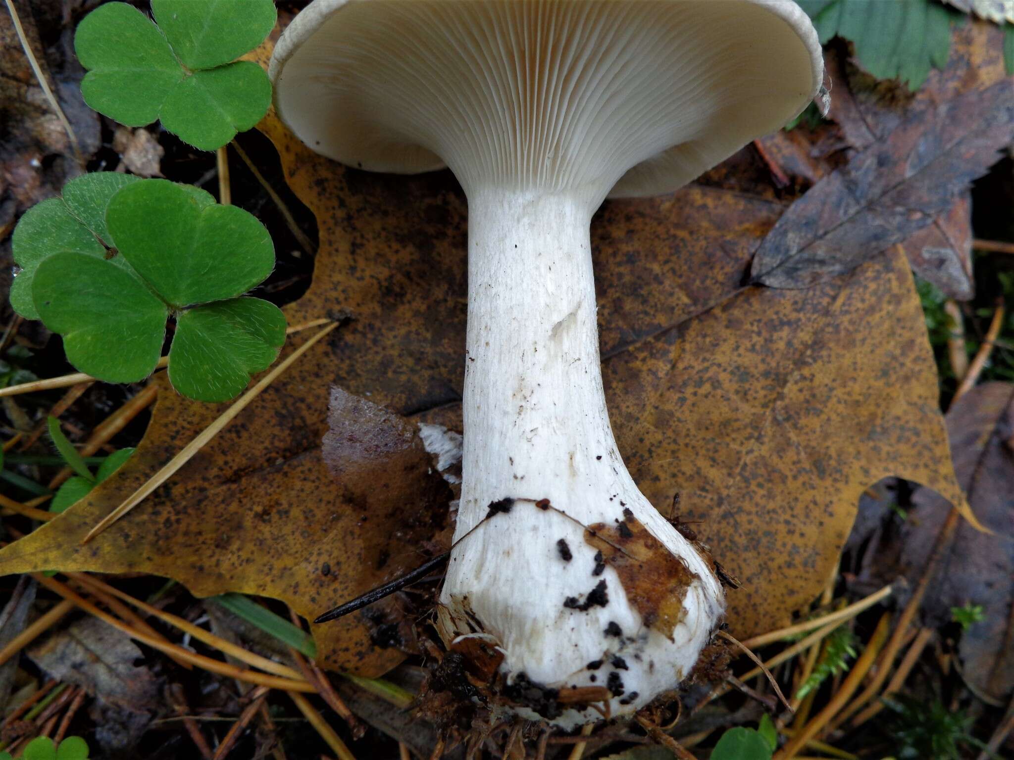 Image of Clitocybe nebularis (Batsch) P. Kumm. 1871