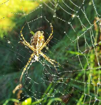 Image of Banded Argiope