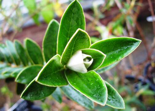 Imagem de Buddleja coriacea Remy