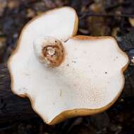 Image of Polyporus tuberaster (Jacq. ex Pers.) Fr. 1821