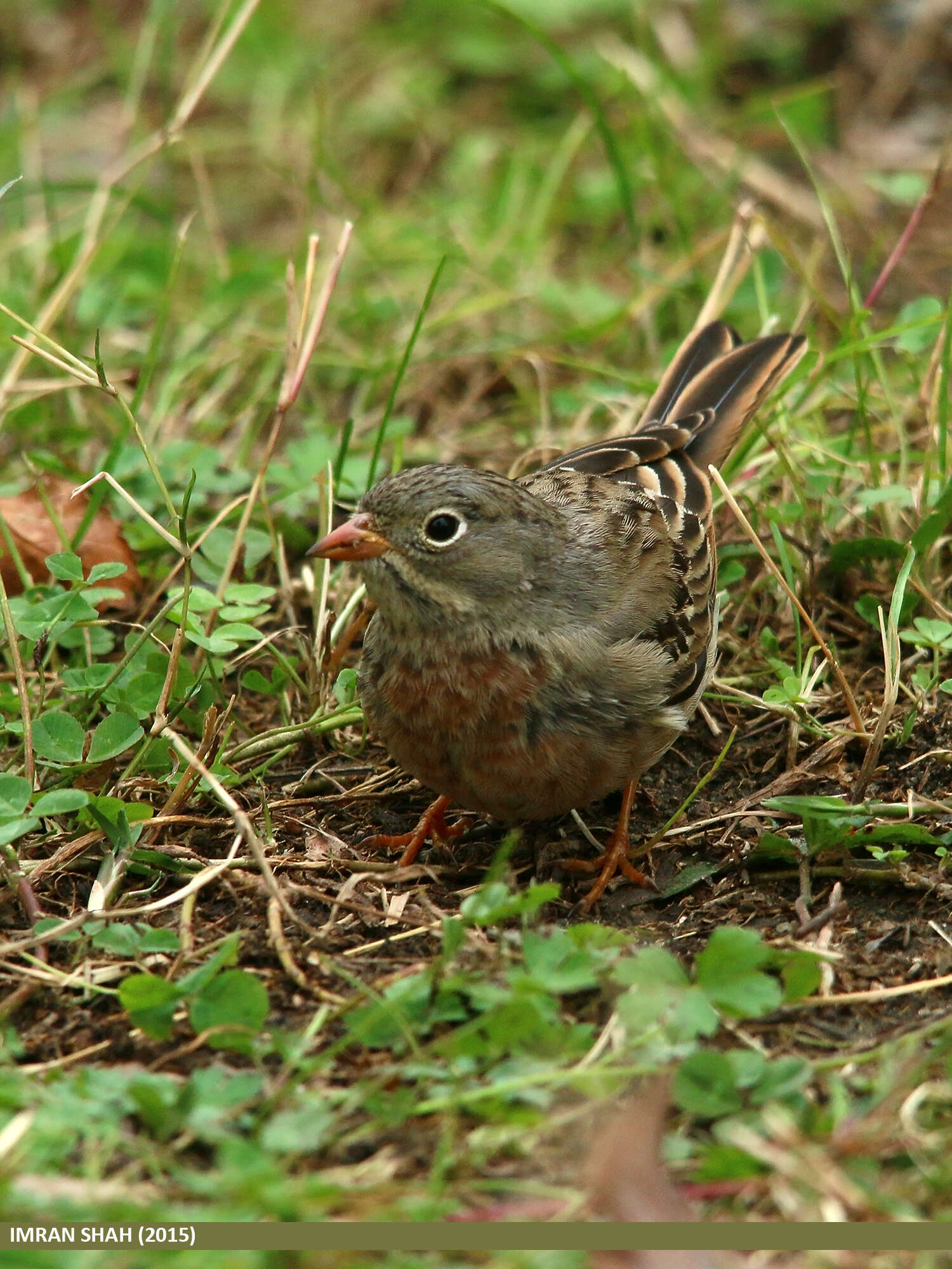 Image of Grey-necked Bunting