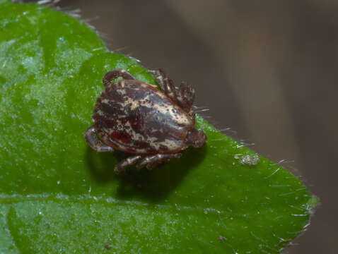 Image of American dog tick