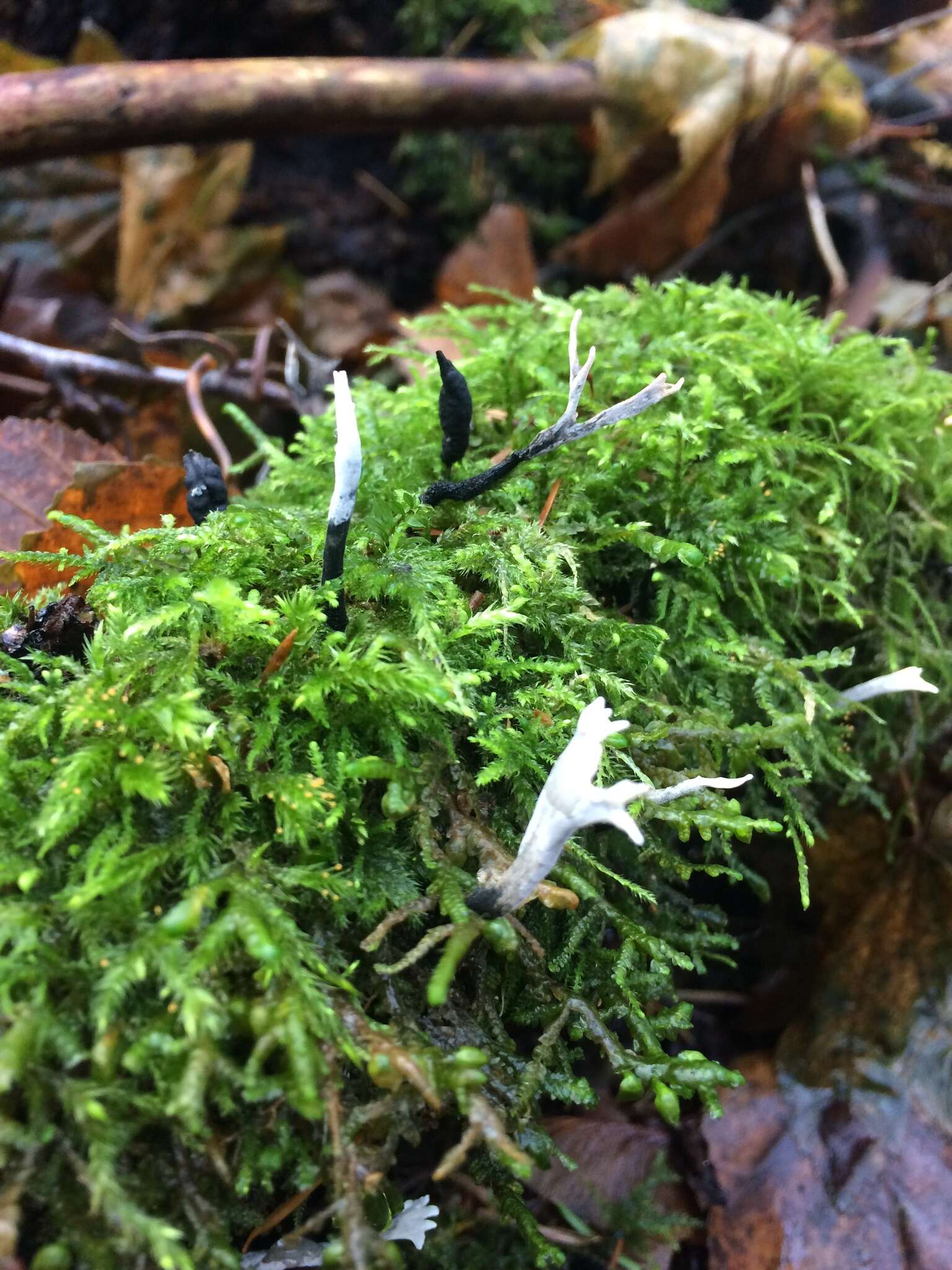 Image of Candle-snuff Fungus