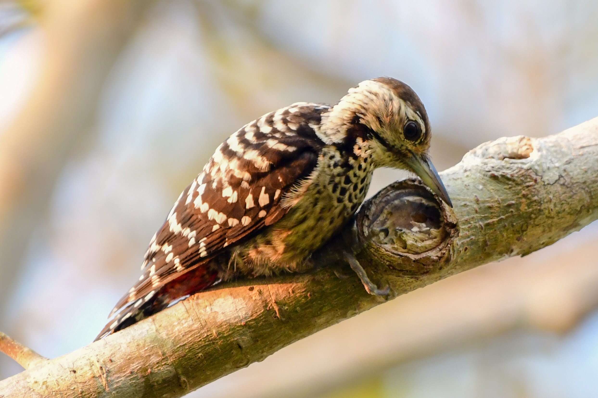 Image of Fulvous-breasted Woodpecker