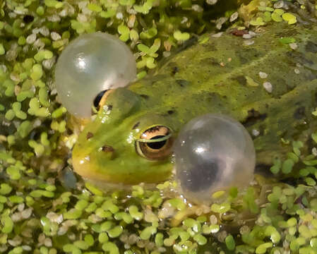 Image of Perez's Frog