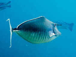 Image of Humpback Unicornfish