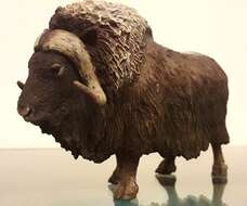 Image of muskox