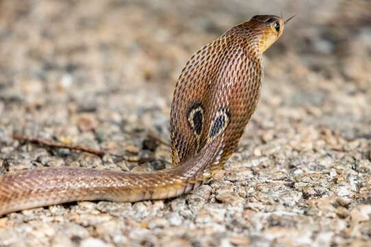 Image of Indian cobra