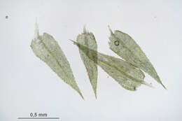 Image of Kindbergia praelonga