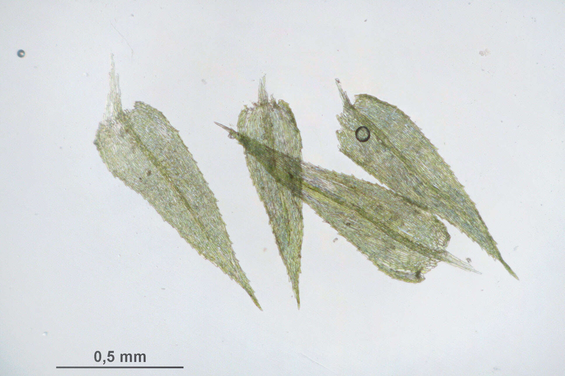 Image of Kindbergia praelonga