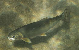 Image of Oncorhynchus clarki lewisi