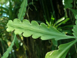 Image of Rhipsalis crispata Pfeiff.