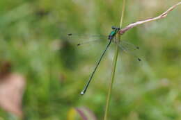 Image of Lestes temporalis Selys 1883