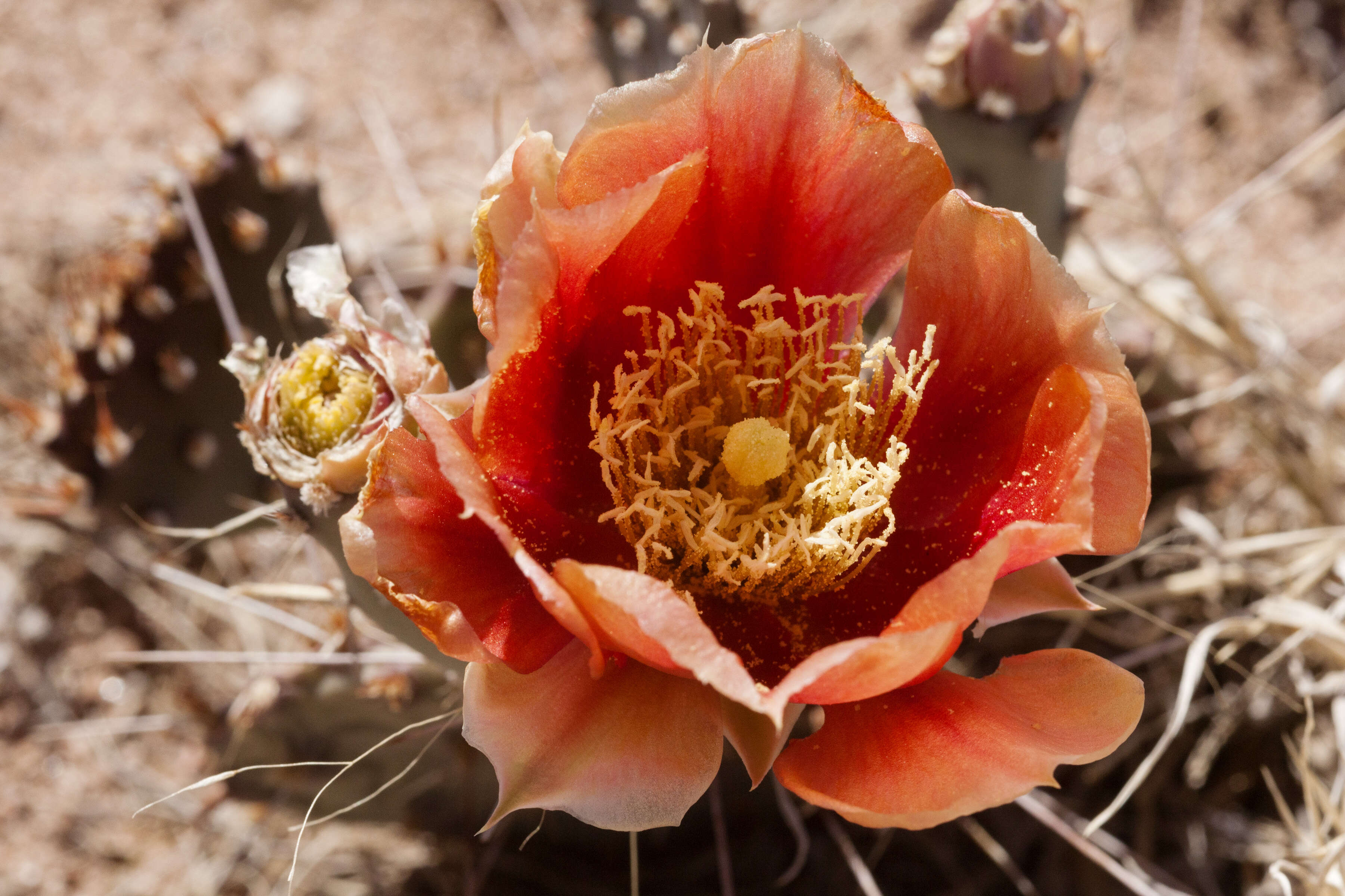 Image of Grassland Pricklypear