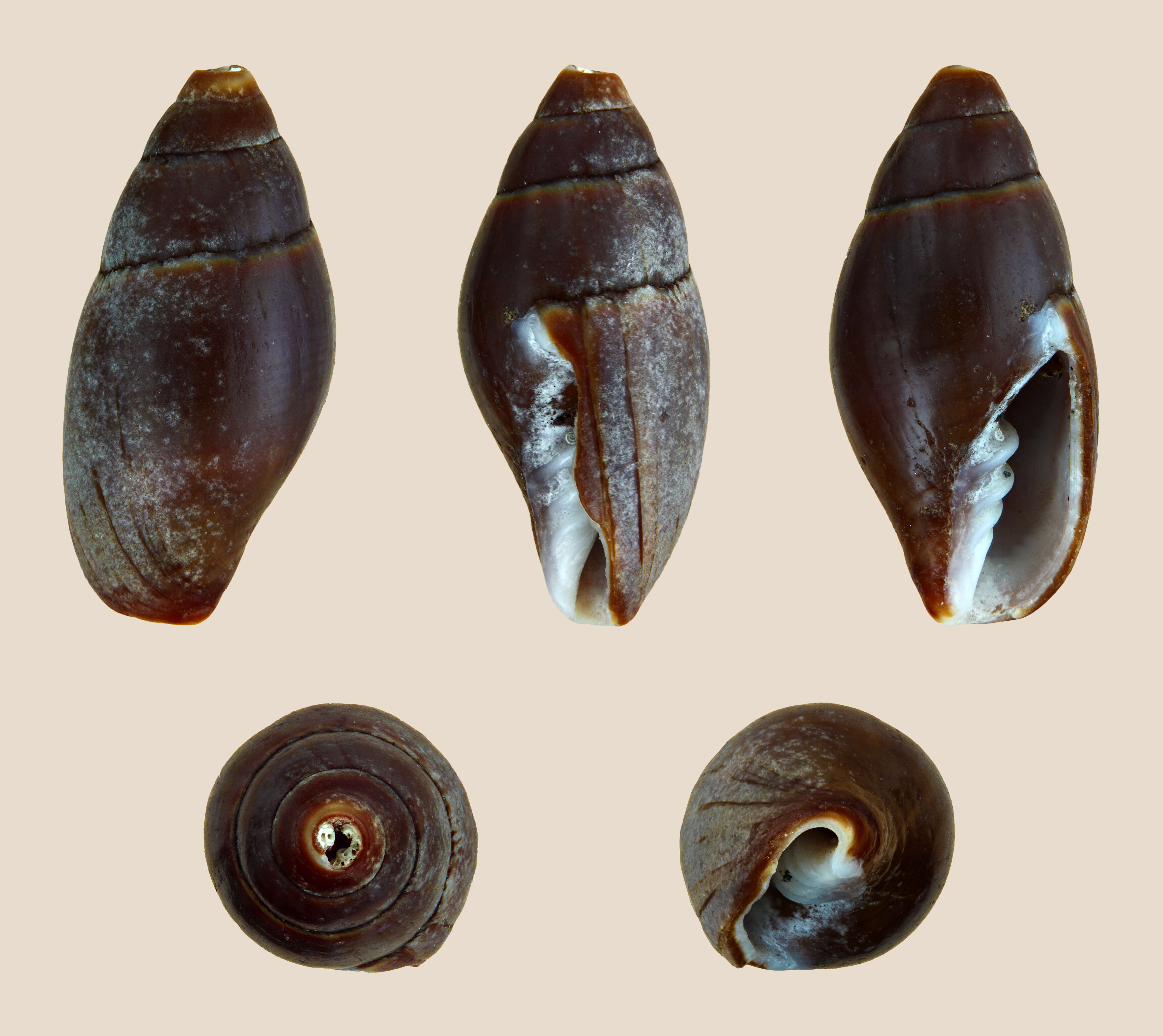 Image of Isara cornea (Lamarck 1811)