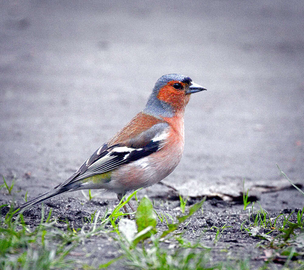 Image of Fringilla Linnaeus 1758