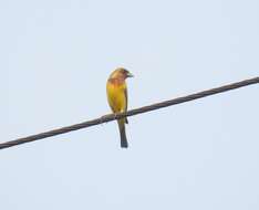 Image of Brown-headed Bunting