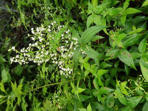 Image of bedstraw