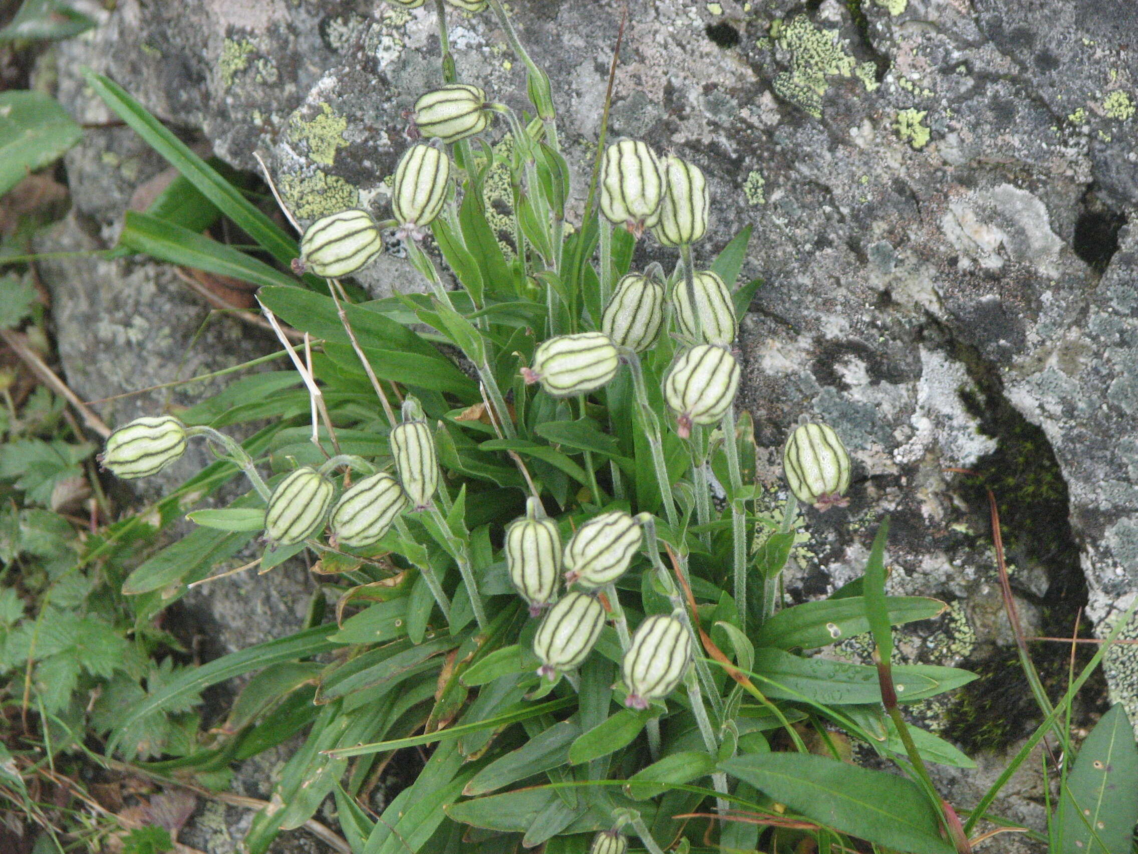 Image de Silene uralensis (Ruprecht) Bocquet