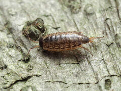 Image of Philoscia Latreille 1804