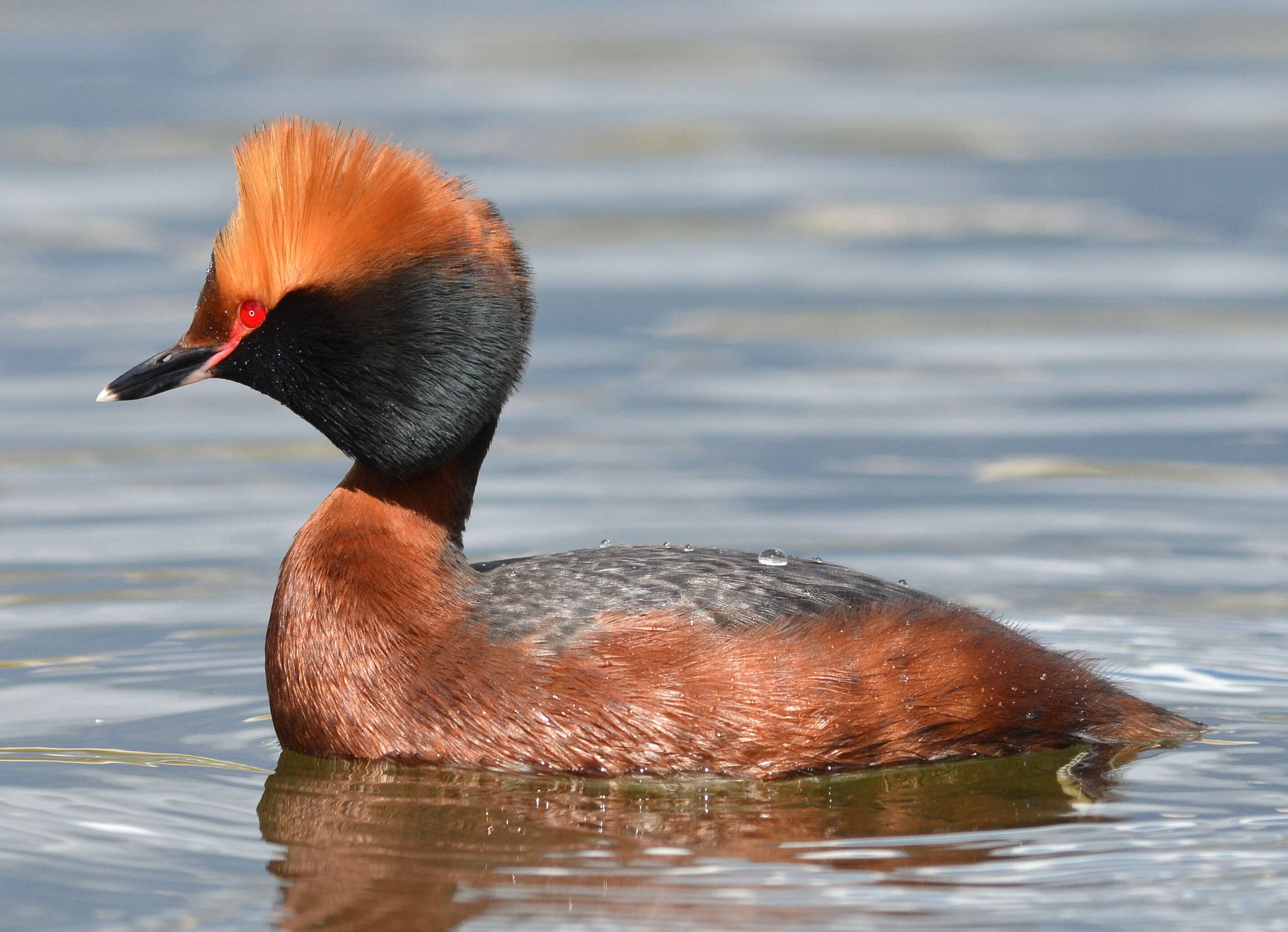 Image of Horned Grebe