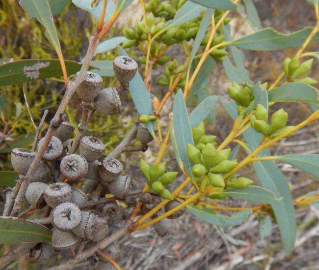 Imagem de Eucalyptus diversifolia Bonpl.