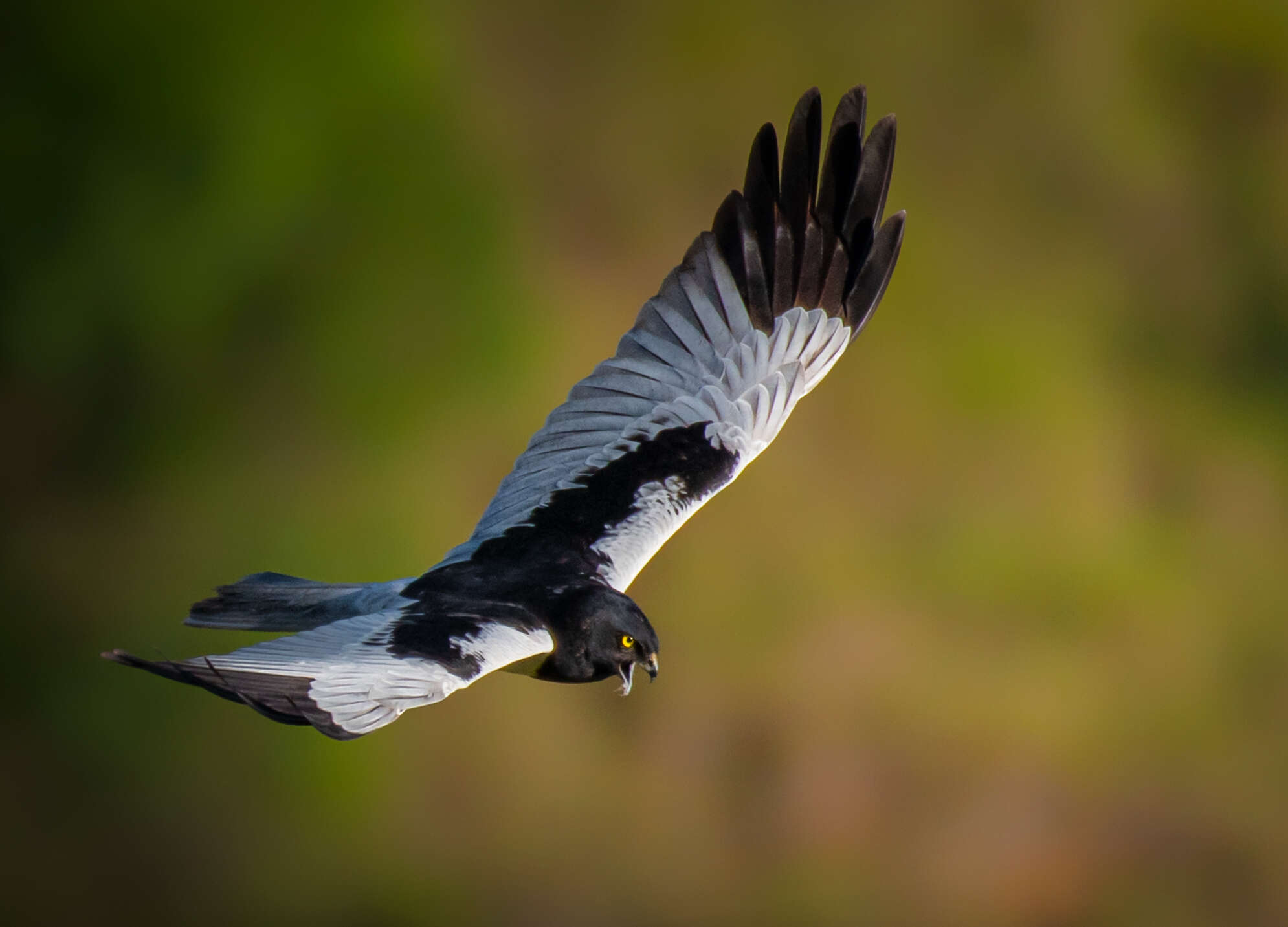 Image of Pied Harrier