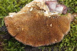 Image of Trametes trogii Berk. 1850