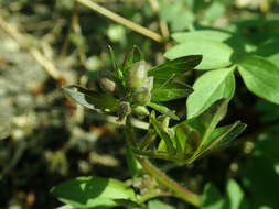 Image of Greek valerian