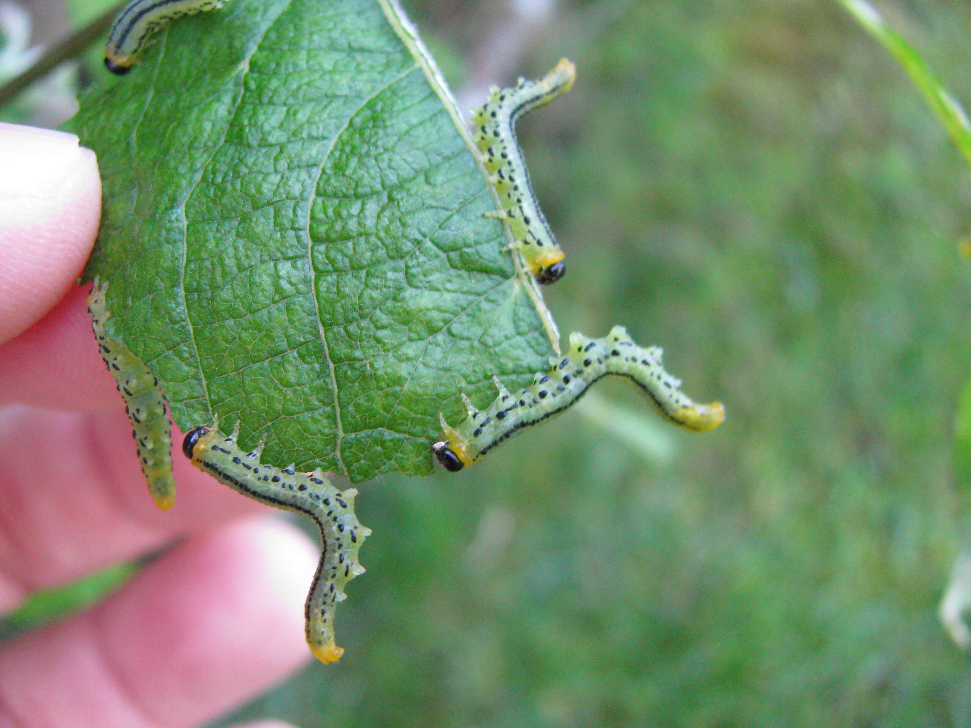 Image of Nematus pavidus