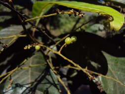 Image of Meliosma simplicifolia (Roxb.) Walp.