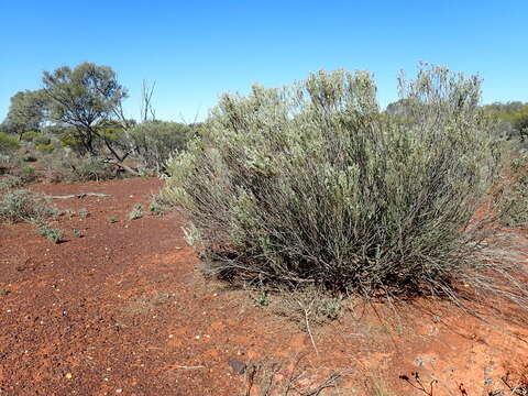 Слика од Eremophila pantonii F. Muell.