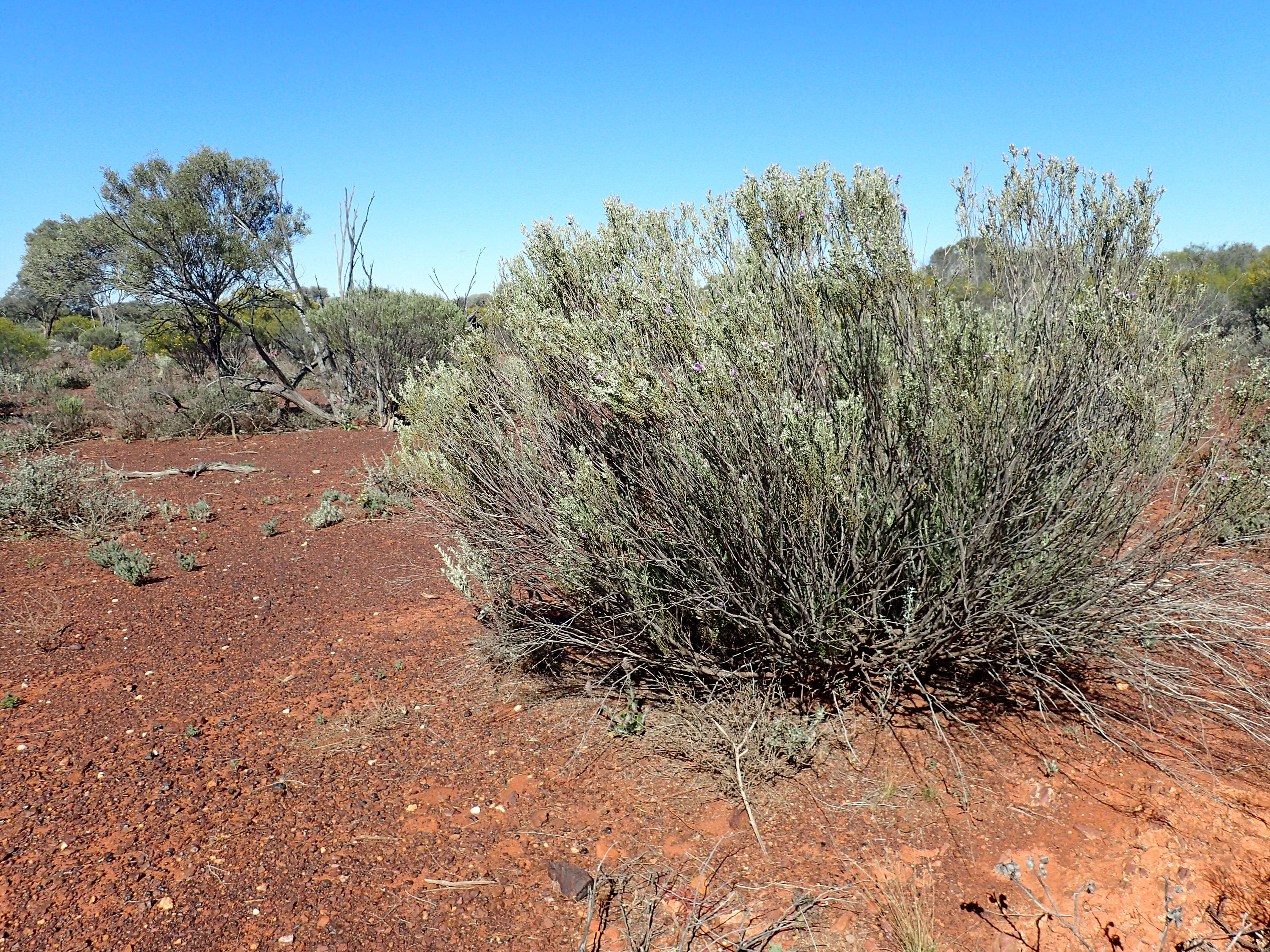 Слика од Eremophila pantonii F. Muell.