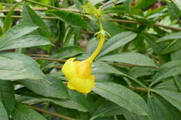 Image of golden trumpet