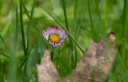 Image of Oxeye Daisy