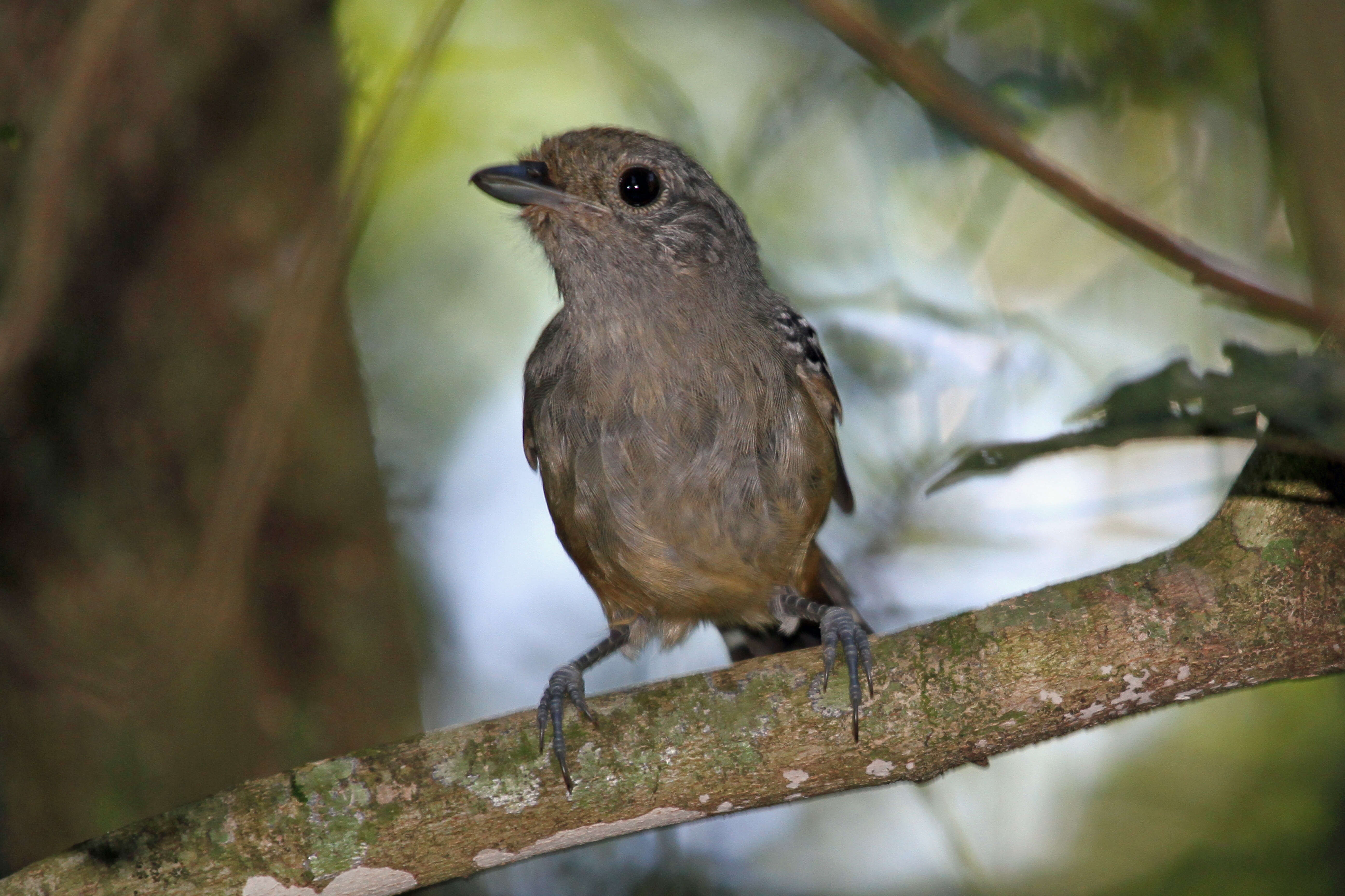 Image of Variable Antshrike