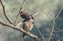 Image of Oriental Turtle Dove