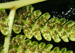 Image of swordfern