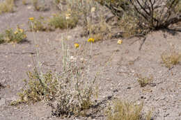 Image of desert marigold