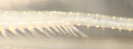 Sivun Lysmatidae Dana 1852 kuva