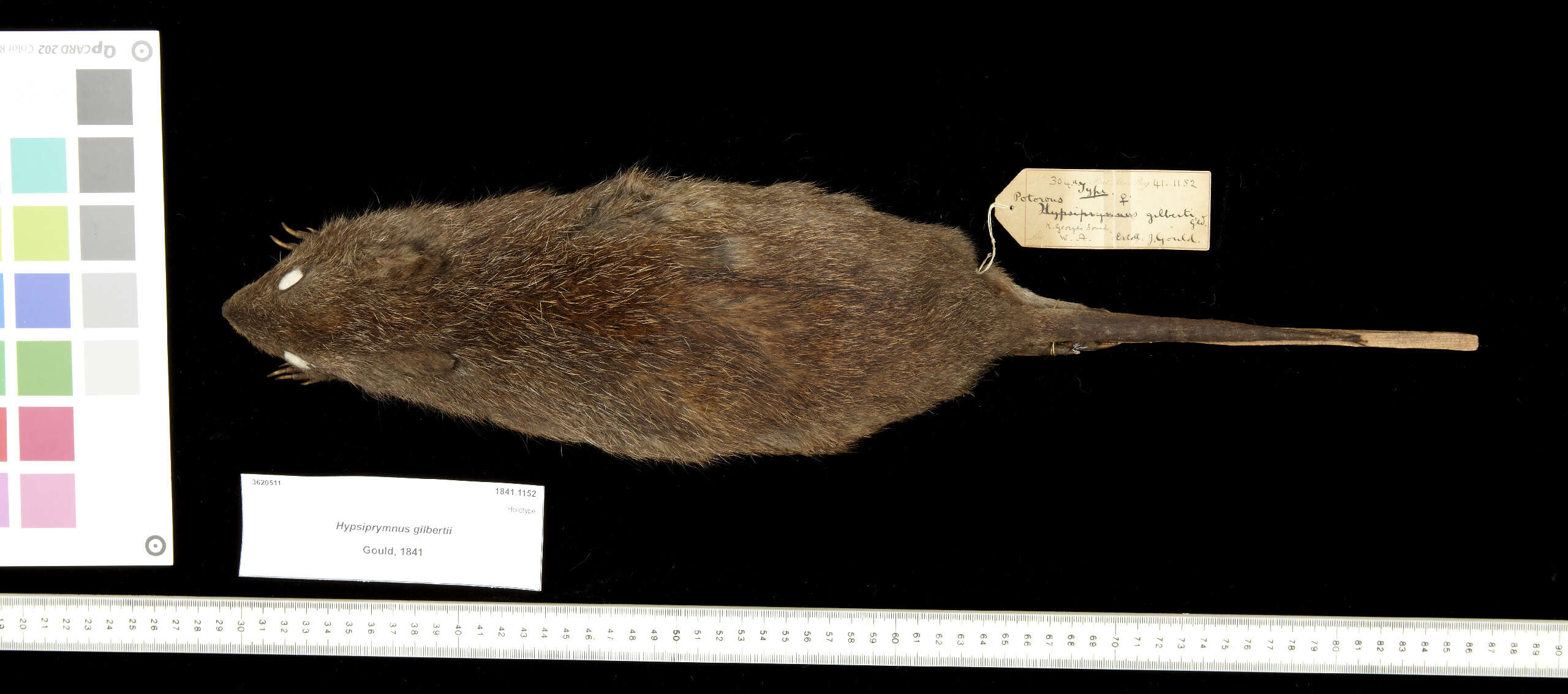 Image of Gilbert's Potoroo