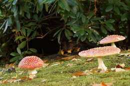 Image of Fly agaric