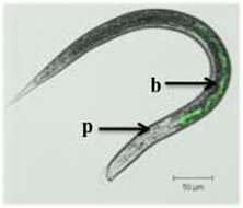 Plancia ëd Photorhabdus luminescens